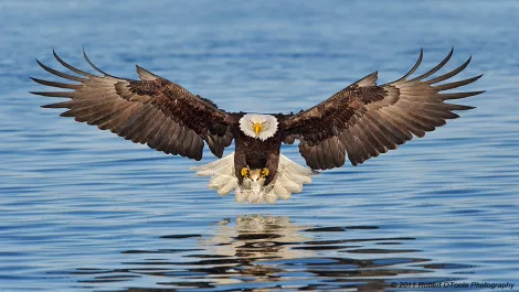 The reseller Eagle has landed... in New Zealand
