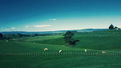 What NZ's public sector can learn from the Horowhenua District Council